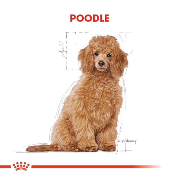 Royal Canin Poodle Puppy Caniche Yavru Köpek Maması 3kg