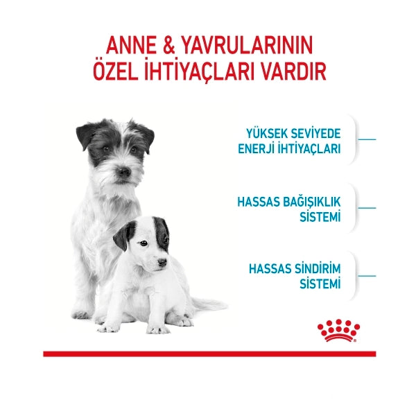 Royal Canin Mini Starter Mother & Babydog Küçük Irk Yavru Köpek Maması 4kg