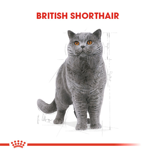 Royal Canin British Shorthair Yetişkin Kedi Maması 4kg