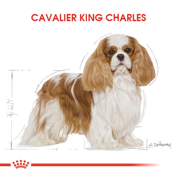 Royal Canin Cavalier King Charles 27 Yetişkin Köpek Maması 1.5kg