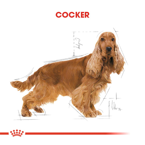 Royal Canin Cocker Spaniel 25 Yetişkin Köpek Maması 3kg