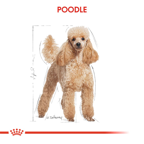 Royal Canin Poodle Yetişkin Köpek Maması 3kg